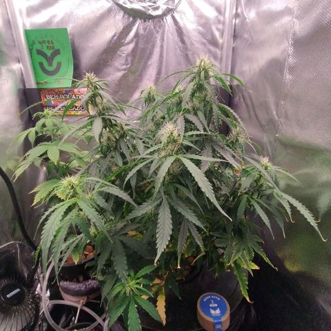 01 - PRECURSORA / Kush Auto growlog timeline photo