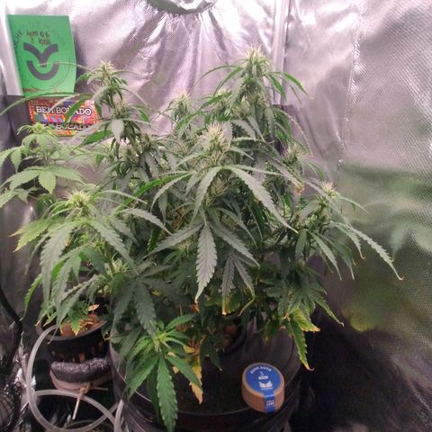 01 - PRECURSORA / Kush Auto growlog timeline photo