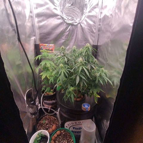 01 - PRECURSORA / Kush Auto growlog timeline photo