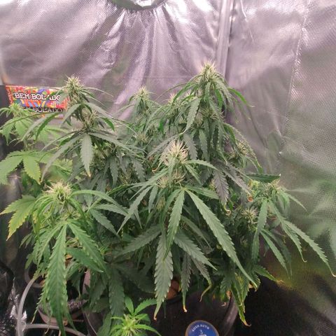 01 - PRECURSORA / Kush Auto growlog timeline photo