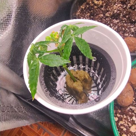 01 - PRECURSORA / Kush Auto growlog timeline photo