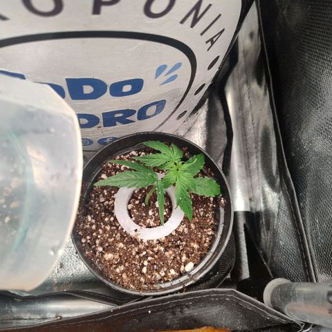 01 - PRECURSORA / Kush Auto growlog timeline photo