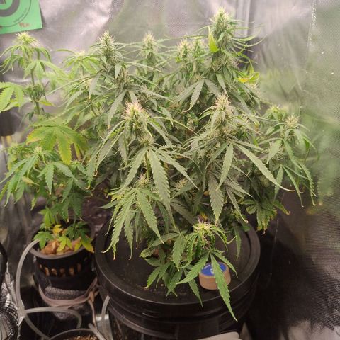 01 - PRECURSORA / Kush Auto growlog timeline photo