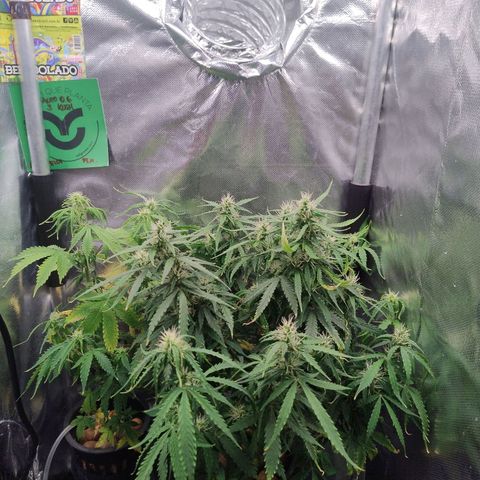 01 - PRECURSORA / Kush Auto growlog timeline photo