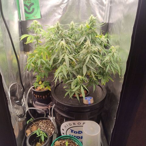 01 - PRECURSORA / Kush Auto growlog timeline photo