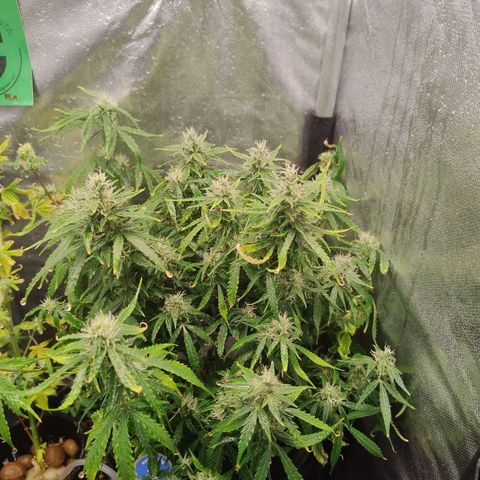 01 - PRECURSORA / Kush Auto growlog timeline photo