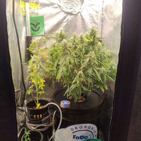 01 - PRECURSORA / Kush Auto growlog timeline photo
