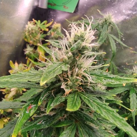 01 - PRECURSORA / Kush Auto growlog timeline photo