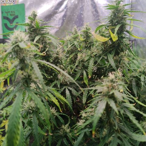 01 - PRECURSORA / Kush Auto growlog timeline photo