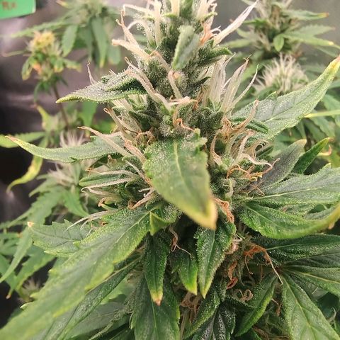 01 - PRECURSORA / Kush Auto growlog timeline photo