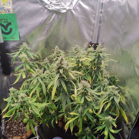 01 - PRECURSORA / Kush Auto growlog timeline photo