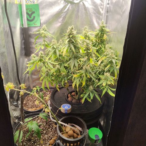 01 - PRECURSORA / Kush Auto growlog timeline photo