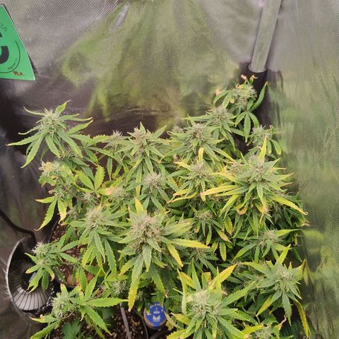 01 - PRECURSORA / Kush Auto growlog timeline photo