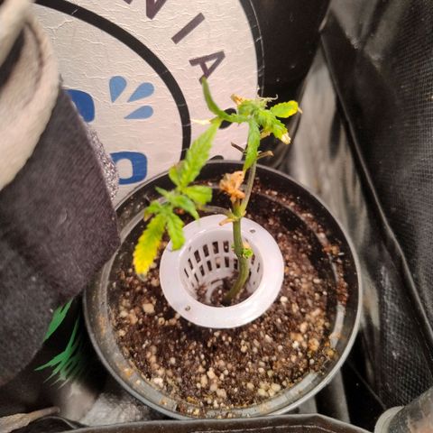 01 - PRECURSORA / Kush Auto growlog photo: Acho que o clone vai pegar. Vamos ver se dá pra render alguns buds . 