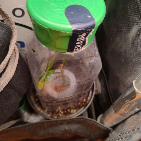 01 - PRECURSORA / Kush Auto growlog photo: Acho que o clone vai pegar. Vamos ver se dá pra render alguns buds . 