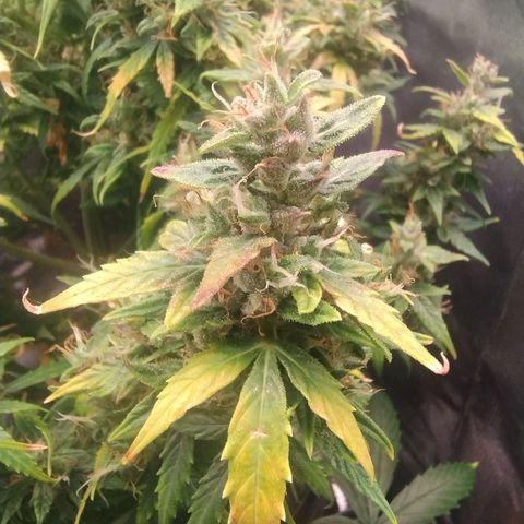 01 - PRECURSORA / Kush Auto growlog timeline photo
