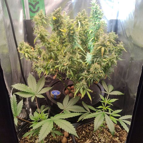 01 - PRECURSORA / Kush Auto growlog timeline photo