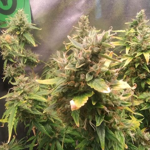 01 - PRECURSORA / Kush Auto growlog timeline photo