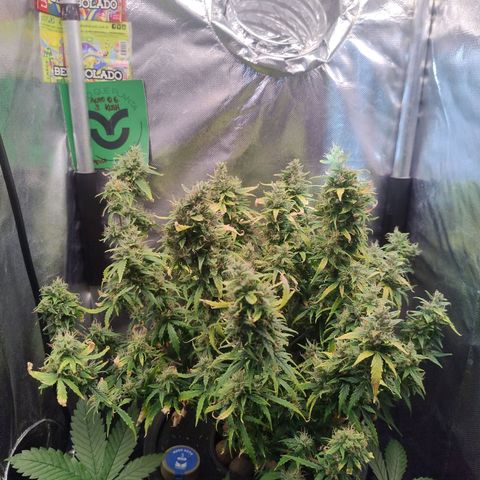 01 - PRECURSORA / Kush Auto growlog timeline photo