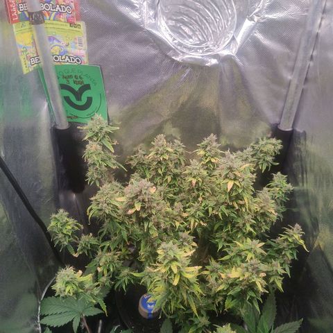 01 - PRECURSORA / Kush Auto growlog timeline photo