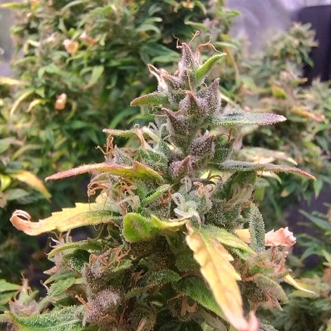 01 - PRECURSORA / Kush Auto growlog timeline photo