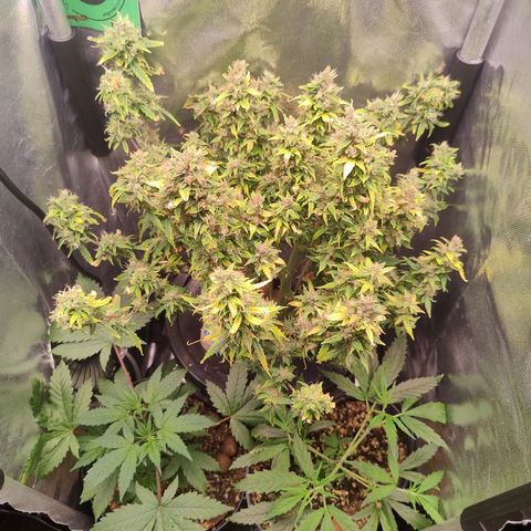 01 - PRECURSORA / Kush Auto growlog timeline photo