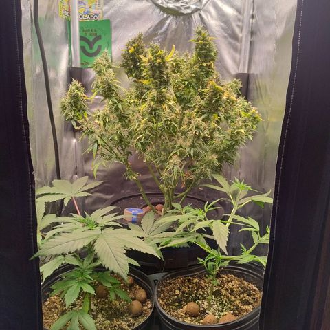 01 - PRECURSORA / Kush Auto growlog timeline photo