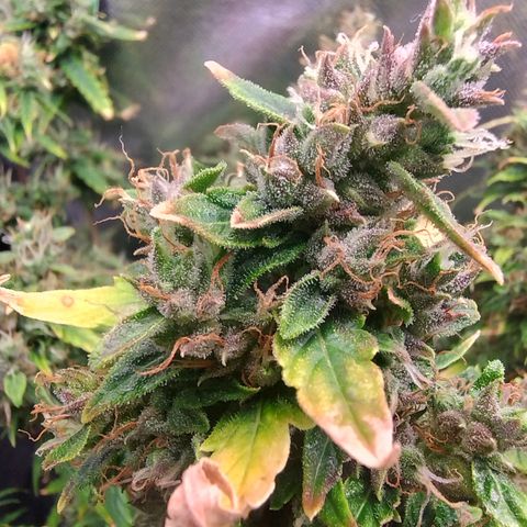 01 - PRECURSORA / Kush Auto growlog timeline photo