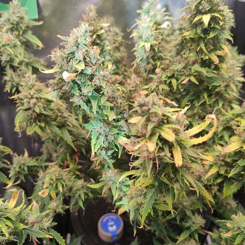 01 - PRECURSORA / Kush Auto growlog timeline photo