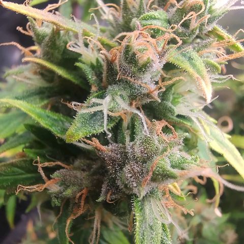 01 - PRECURSORA / Kush Auto growlog timeline photo