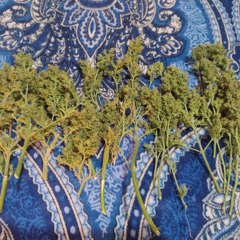 01 - PRECURSORA / Kush Auto growlog timeline photo