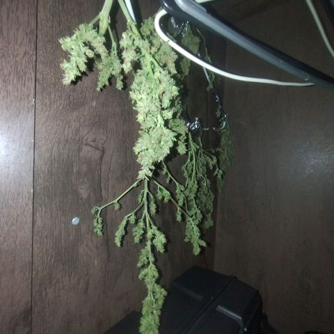 01 - PRECURSORA / Kush Auto growlog timeline photo