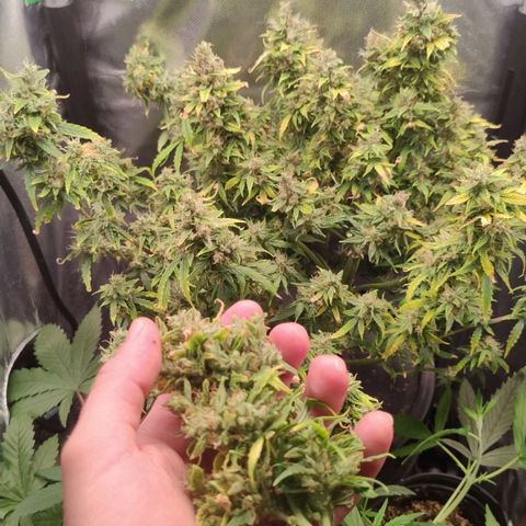 01 - PRECURSORA / Kush Auto growlog timeline photo
