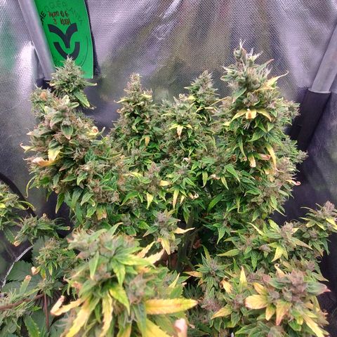 01 - PRECURSORA / Kush Auto growlog timeline photo