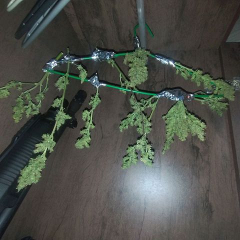 01 - PRECURSORA / Kush Auto growlog timeline photo
