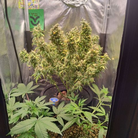 01 - PRECURSORA / Kush Auto growlog timeline photo