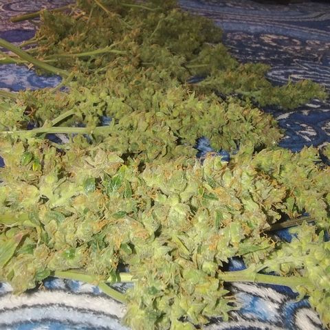 01 - PRECURSORA / Kush Auto growlog timeline photo