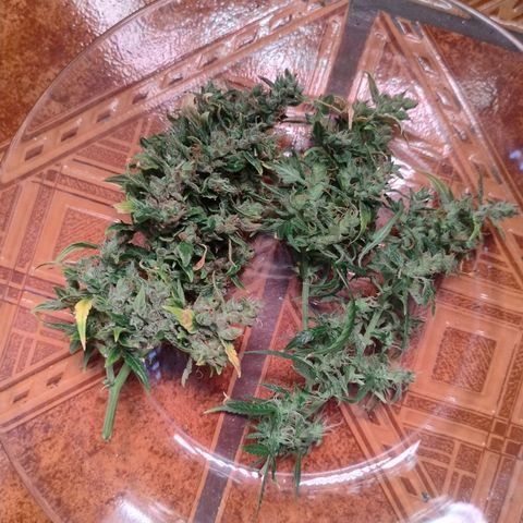 01 - PRECURSORA / Kush Auto growlog timeline photo