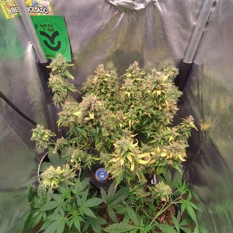 01 - PRECURSORA / Kush Auto growlog timeline photo