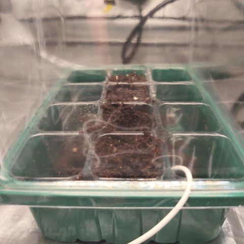 Critical mass fast growlog photo: In das Mini Gewächshaus nach keimung