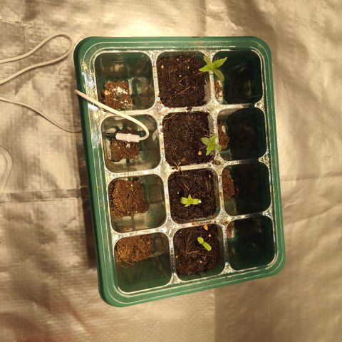 Critical mass fast growlog photo: 4/4