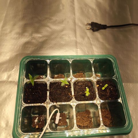 Critical mass fast growlog photo: 4/4