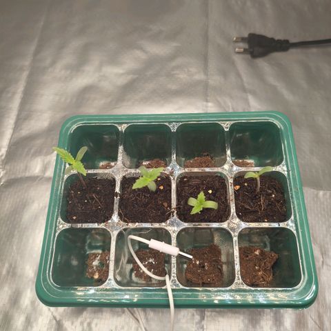 Critical mass fast growlog timeline photo