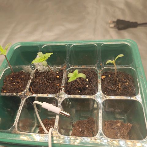 Critical mass fast growlog timeline photo