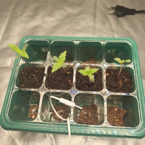 Critical mass fast growlog timeline photo