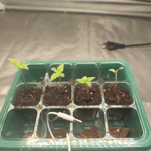 Critical mass fast growlog timeline photo