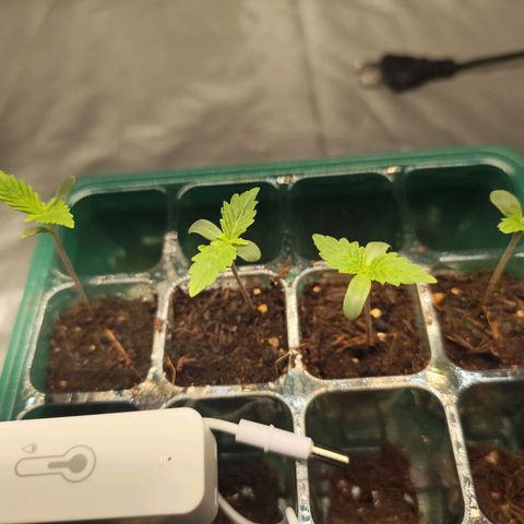 Critical mass fast growlog timeline photo