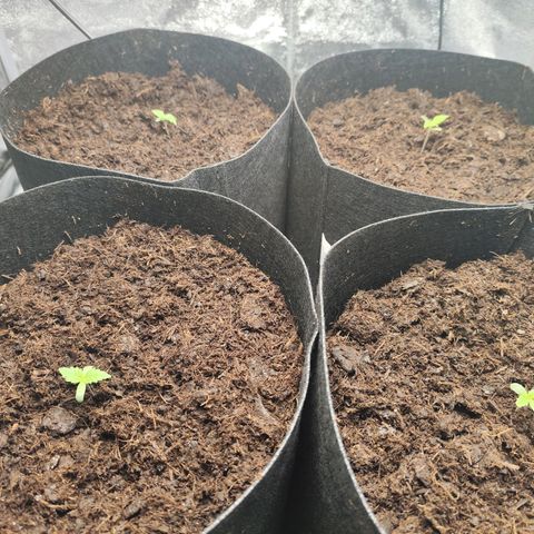 Critical mass fast growlog timeline photo