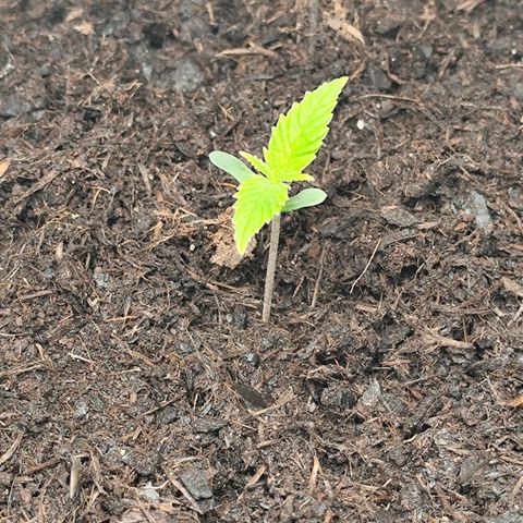Critical mass fast growlog timeline photo