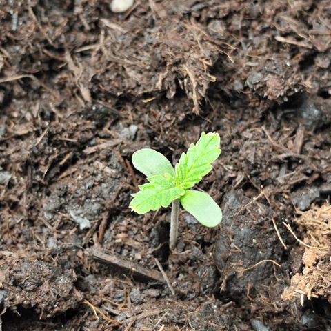Critical mass fast growlog timeline photo
